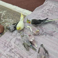 عروس هلندی|پرنده|قرچک, شهرک الحدید|دیوار