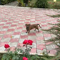 سگ سوسیسی پاکوتاه|سگ|مشکیندشت, |دیوار