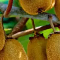 خرید کیوی نقدی با قیمت مناسب|خدمات باغبانی و درختکاری|تالش, هشتپر|دیوار