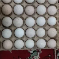 تخم بوقلمون