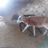 گاو وگوساله کوچک|حیوانات مزرعه|سده (فارس), |دیوار