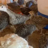 جوجه بوقلمون ۴۵ روزه