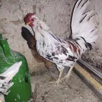 یک عدد خروس گلین و هفت عدد مرغ گلین|حیوانات مزرعه|شهریار, رزکان|دیوار