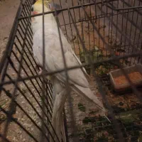 عروس هلندی لوتینو|پرنده|میاندوآب, |دیوار