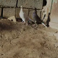 جفت نر ماده دمسفید عطیقه|پرنده|مشهد, کوی سیدی|دیوار