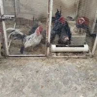 مرغ و خروس جاپنیز معاوضه با قناری