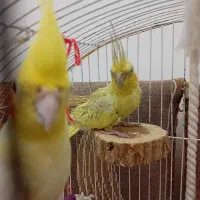 عروس هلندی|پرنده|نکا, |دیوار