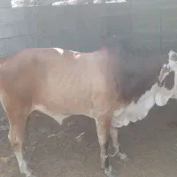 نرگاو بزرگ برای کشتار چاق و تمیز سرحال|حیوانات مزرعه|سیریک, |دیوار