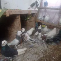 کبوتر پرشی و فوق العاده زیبا و خال قدیم|پرنده|ساری, |دیوار