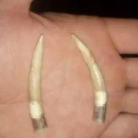 یک جفت خار پا مخصوص خروس