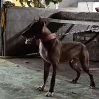 واگذاری  سگ پیت بول