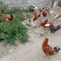 فروش خروس