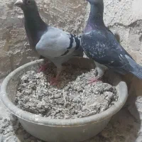 کفتر