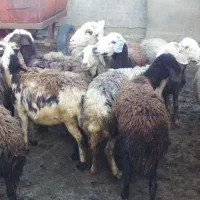 گوسفند آبستن