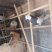 کفتر زرد و طوقی هفرنگ