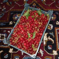 آلبالو