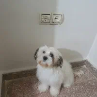 واگذاری یک قلاده سگ شیتزو کراس  ماده شش ماهه|سگ|قرچک, شهرک الحدید|دیوار