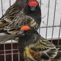 سهره قناری گلبسر فنچ