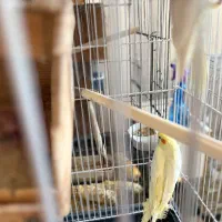 جفت عروس هلندی با جوجه