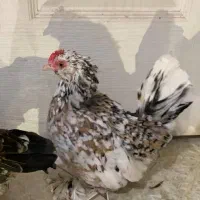 تخم یوسل بلژیکی|حیوانات مزرعه|قم, شهرک سازمان آب|دیوار