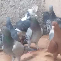 20کبوتر پلاکی پولکی و...|پرنده|خورموج, |دیوار