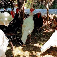 بوقلمون محلی بوربون برنز سفید|حیوانات مزرعه|سرچهان, |دیوار