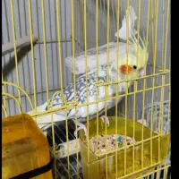 جفت عروس هلندی