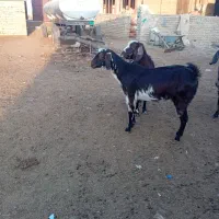 سه راس بز جوان داشتی|حیوانات مزرعه|گنبد کاووس, |دیوار