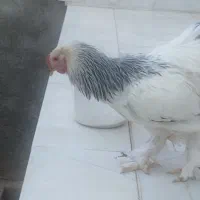 فروش تخم برهما لایت|حیوانات مزرعه|یزد, |دیوار