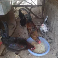 مرغ و خروس محلی اصل
