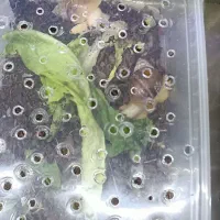 جوجه حلزون 1 ماهه و حلزون بزرگ