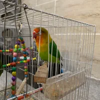 گرینچیک|پرنده|مشهد, ایثارگران|دیوار