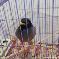 مینا سخنگو|پرنده|خان ببین, |دیوار