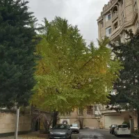 مشارکت-در-ساخت-گلسار-دیلمان