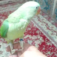 جوجه شاه طوطی درجه یک