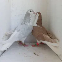 کبوتر رنگه ساده هفترنگ سینه هفترنگ ساده الماسی آس