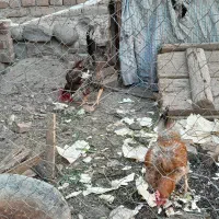 خروس ا ساله