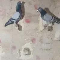 کبوتر سبز آلمانی ذات دار