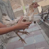 مرغ وخروس کردی|حیوانات مزرعه|کارزان, |دیوار