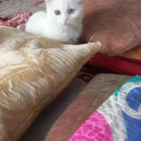 گربه لوس ماده اسکاتیش چشم دو رنگ|گربه|طرقبه, |دیوار