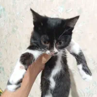 واگذاری گربه