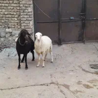 فروش یک میش بره