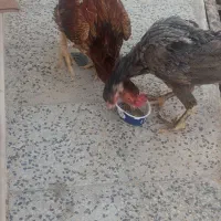 خروس و مرغ لاری عصل