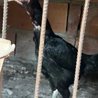 مرغ لاری