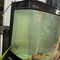 اکواریوم شیشه خم|ماهی|اصفهان, دنارت|دیوار