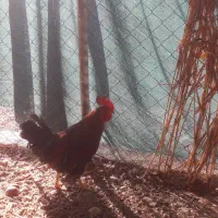 مرغ .خروس|حیوانات مزرعه|قم, پردیسان|دیوار