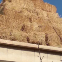 فروش۳۹۵ بسته پرس یونجه پشدوره|خدمات باغبانی و درختکاری|سراب, |دیوار