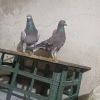 کفتر یا کبوتر مسافتی