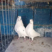 کبوتر|پرنده|سیرجان, |دیوار