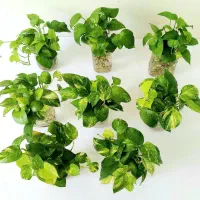 قلمه گل پتوس ابلق، ارتشی، قاشقی، کاکتوس، زیپلین